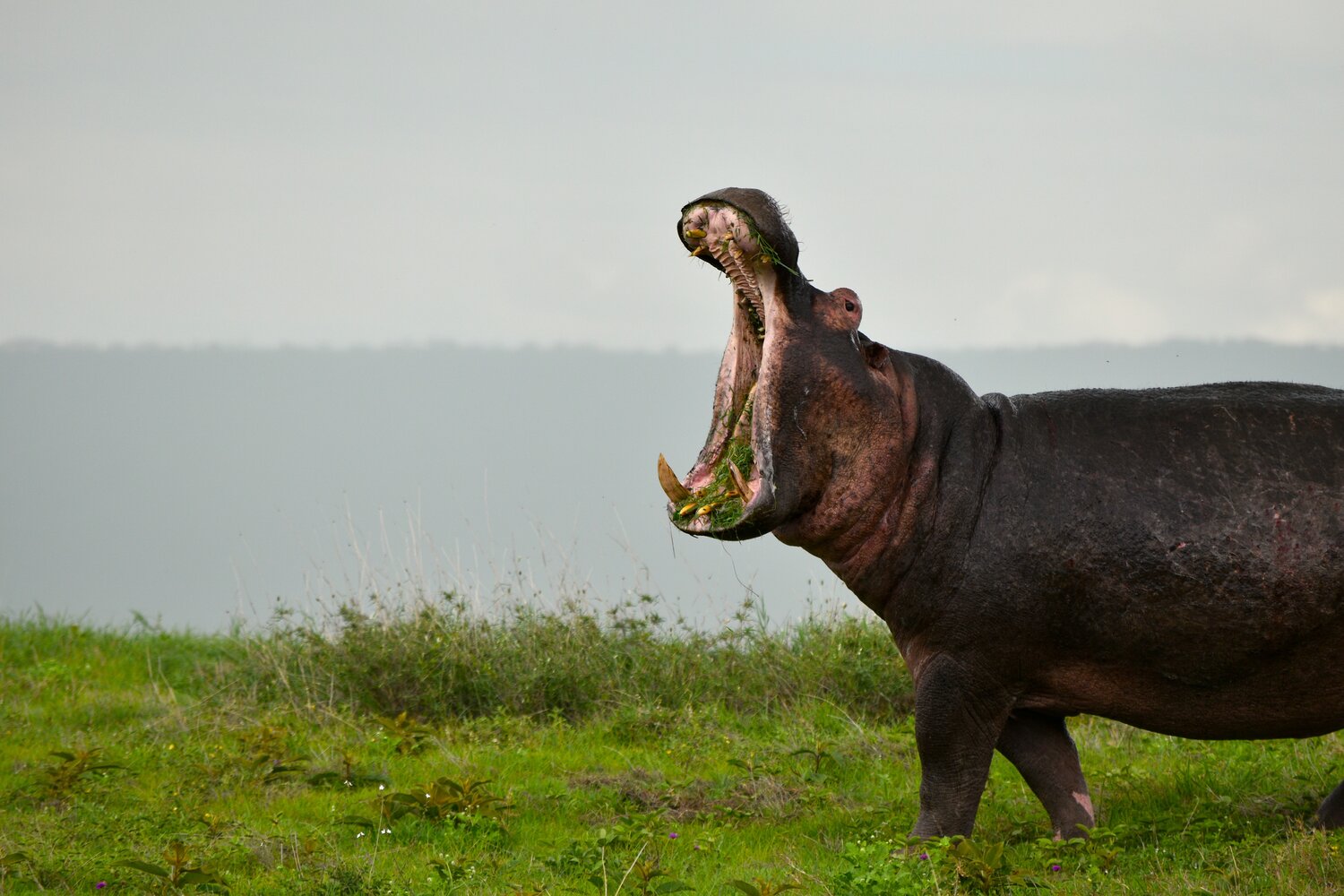 Furry Hippos Run Carefully South